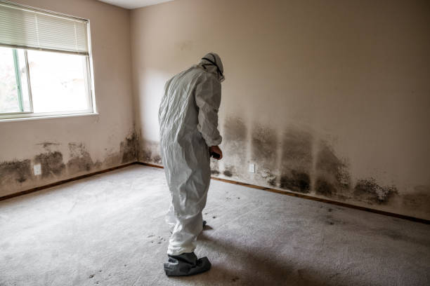 Forensic Mold Investigation in Hebron, MD